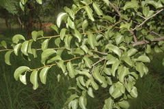 Ximenia americana